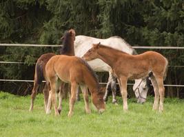 veulens en paarden in Duitsland foto