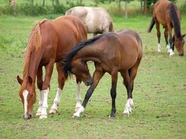 paarden in Westfalen foto