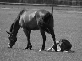 paarden in Westfalen foto