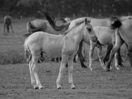 wild paarden Aan een weide foto