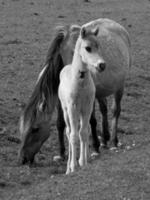 wild paarden Aan een veld- foto