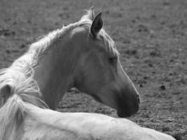 paarden Aan een veld- in Duitsland foto