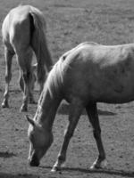 paarden Aan een Duitse veld- foto