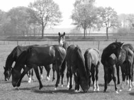paarden Aan een Duitse weide foto