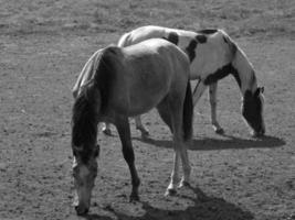 paarden Aan een veld- in Duitsland foto