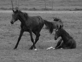 wild paarden en fola's foto