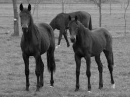 paarden Aan een Duitse weide foto