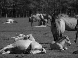 paarden Aan een Duitse weide foto