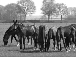 paarden Aan een Duitse weide foto