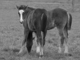 paarden Aan een Duitse weide foto