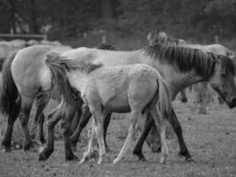 wild paarden Aan een weide foto