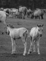 wild paarden Aan een Duitse veld- foto