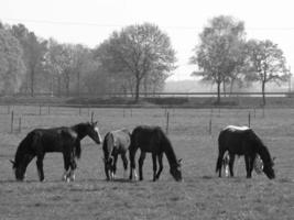 paarden Aan een Duitse weide foto