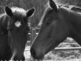 paarden Aan een Duitse weide foto