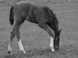 paarden Aan een Duitse weide foto