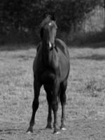 paarden in Duitsland foto