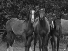 paarden en veulens in Duitsland foto