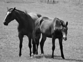 paarden Aan weide in Duitsland foto