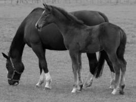 paarden Aan een Duitse weide foto