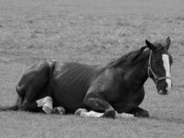 paarden Aan een Duitse weide foto