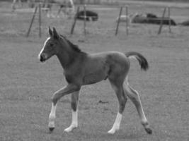 paarden Aan een Duitse weide foto