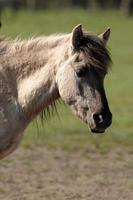 paarden en veulens in Duitsland foto