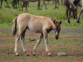 wild paarden en veulens in Duitsland foto