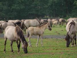 wild paarden en veulens in Duitsland foto