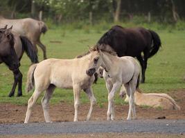 wild paarden en veulens in Duitsland foto