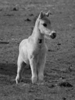 wild paarden Aan een veld- foto