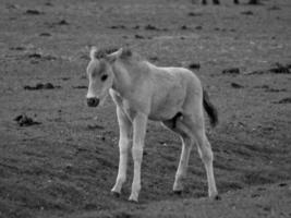 wild paarden Aan een veld- foto