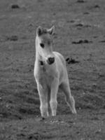 wild paarden Aan een veld- foto