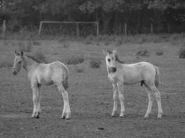 paarden Aan een Duitse weide foto