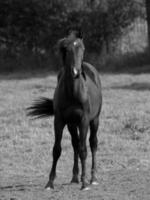 paarden in Duitsland foto