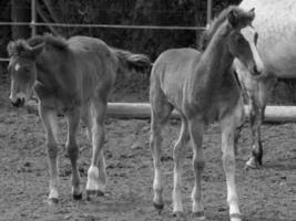 paarden en veulens in Duitsland foto