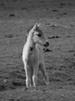 wild paarden Aan een veld- foto