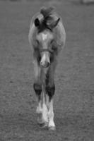 paarden Aan weide in Duitsland foto