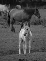 wild paarden Aan een Duitse veld- foto