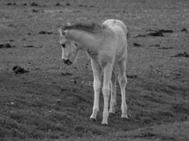 wild paarden Aan een veld- foto