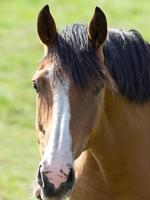 paarden Aan een Duitse weide foto