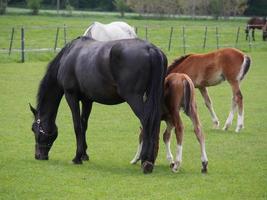 wild Duitse paarden foto