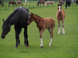 wild Duitse paarden foto