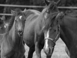 paarden Aan een Duitse weide foto