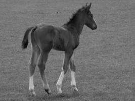 paarden Aan een Duitse weide foto