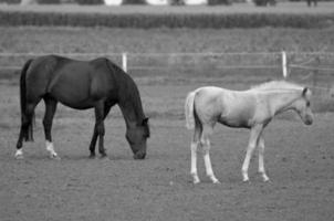 paarden Aan weide in Duitsland foto