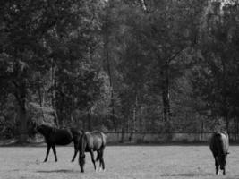 paarden in Duitsland foto