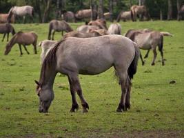 veulens en paarden in Duitsland foto