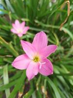 mooi straat bloemen in roze foto