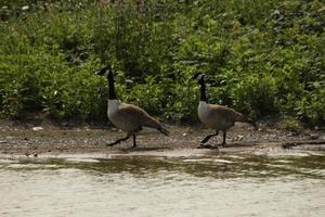 uitzicht op een Canadese gans foto