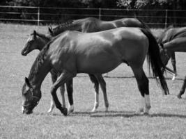 paarden in Duitsland foto